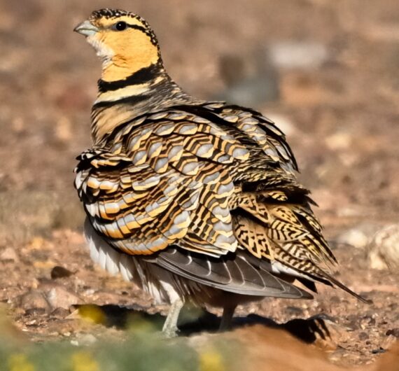 6 Days Merzouga Wildlife Trip