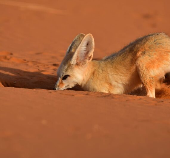 6 Days Merzouga Wildlife Trip