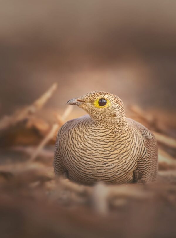 6 Days Merzouga Wildlife Trip