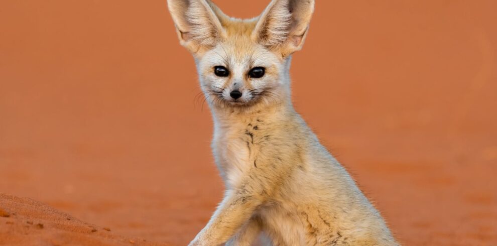 6 Days Merzouga Wildlife Trip