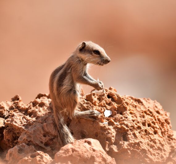 Barbary ground squirrel