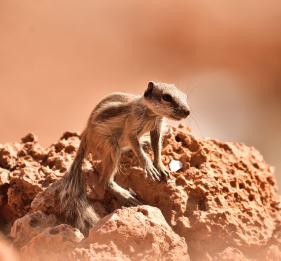 Barbary ground squirrel