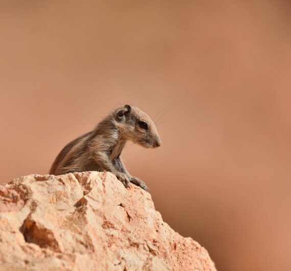 Barbary ground squirrel