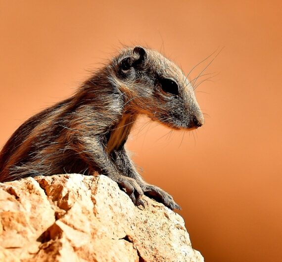 Barbary ground squirrel (5)