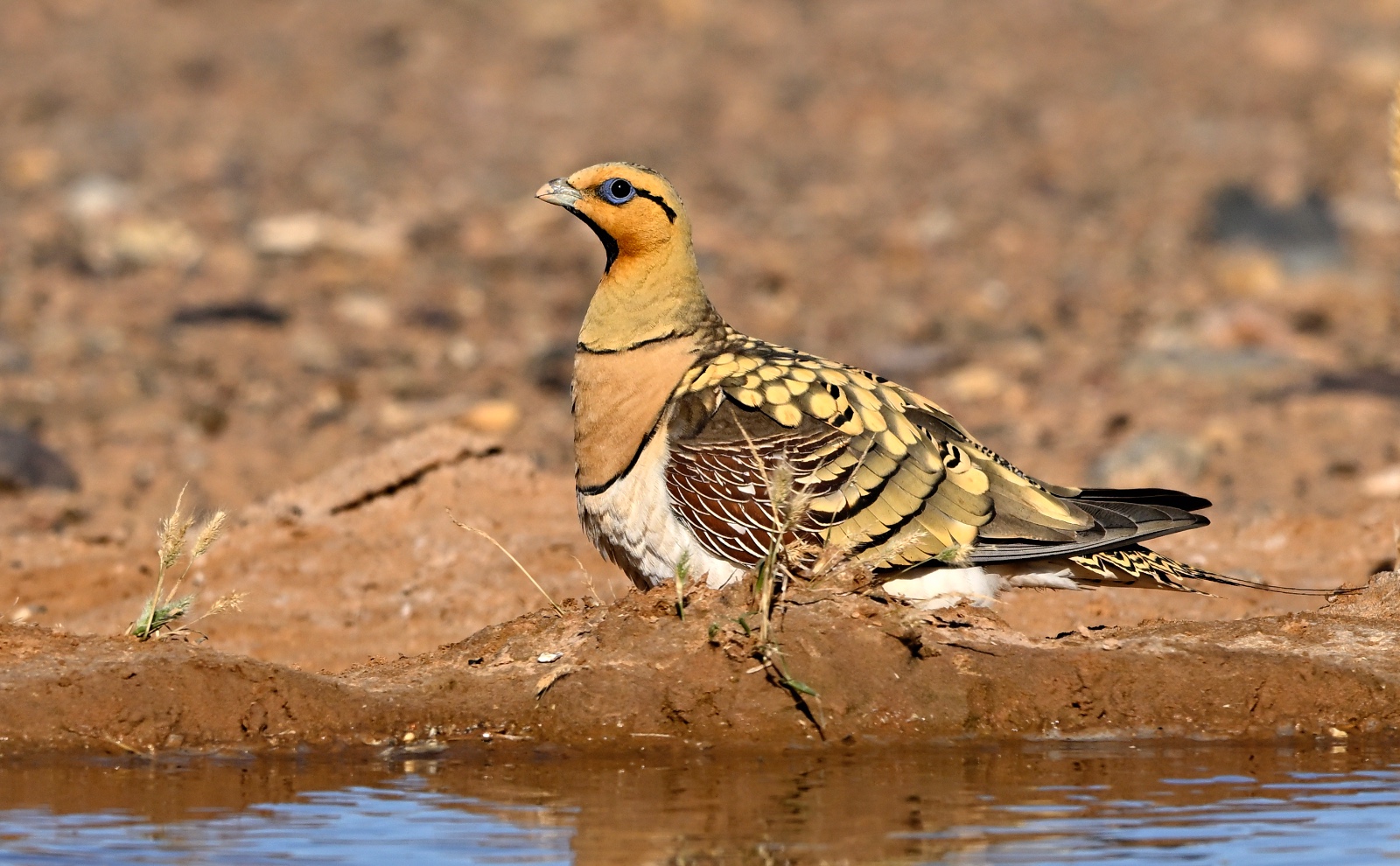 Birdwatching in Erg Chebbi