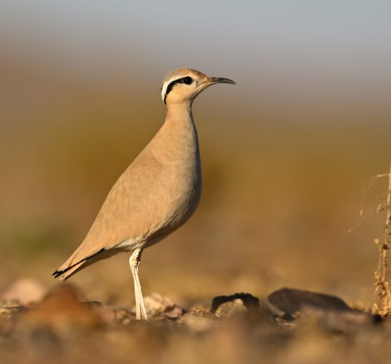 Cream-colored courser