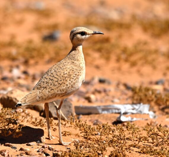 Cream-colored courser