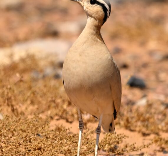 Cream-colored courser