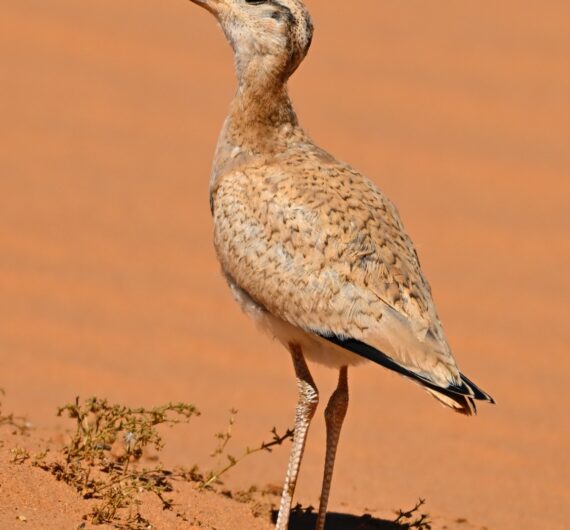 Cream-colored courser