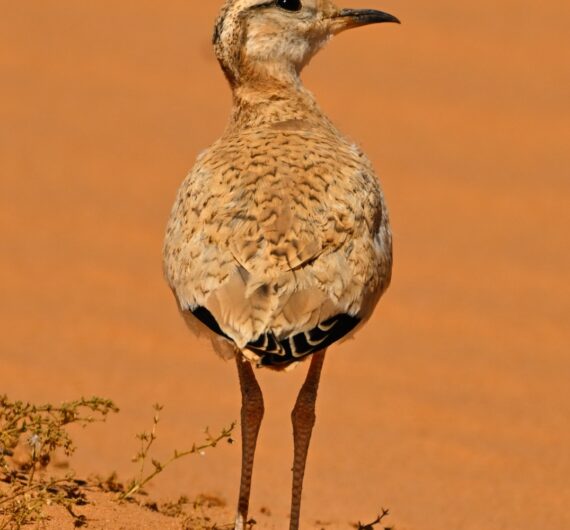 Cream-colored courser