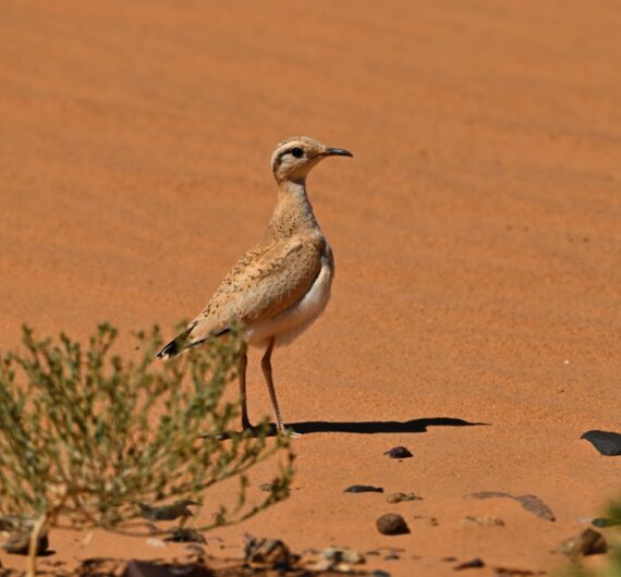 Cream-colored courser