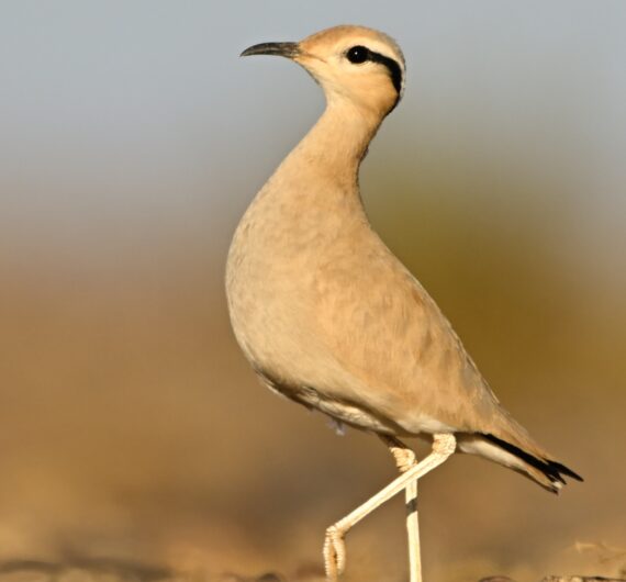Cream-colored courser