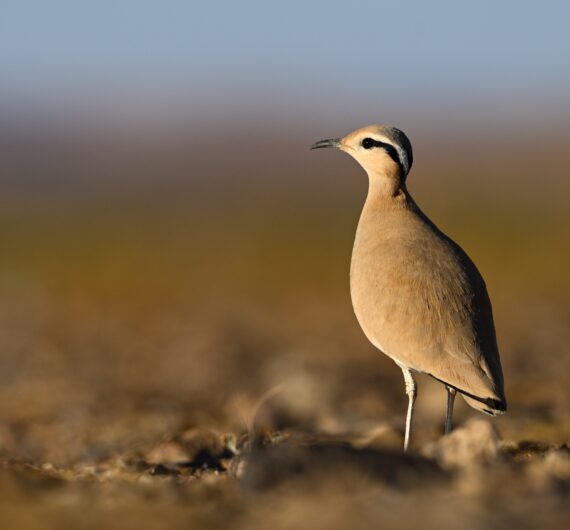 Cream-colored courser