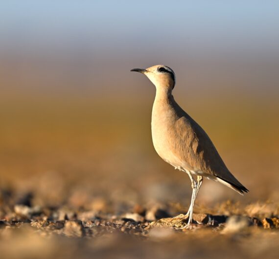 Cream-colored courser