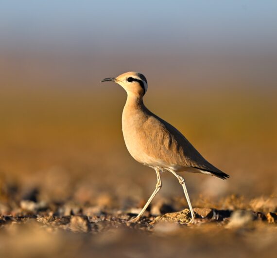 Cream-colored courser
