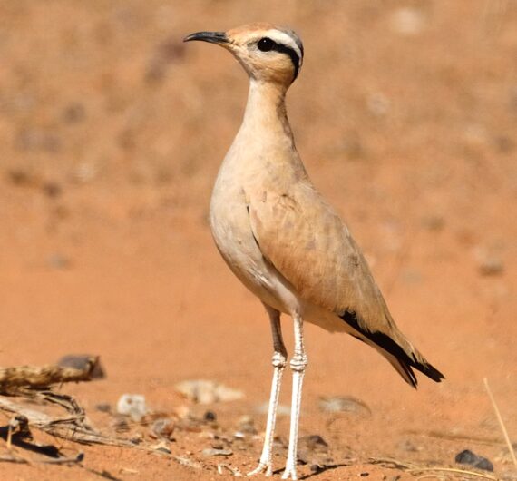 Cream-colored courser