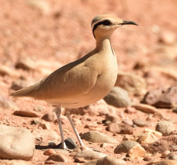 Cream-colored courser