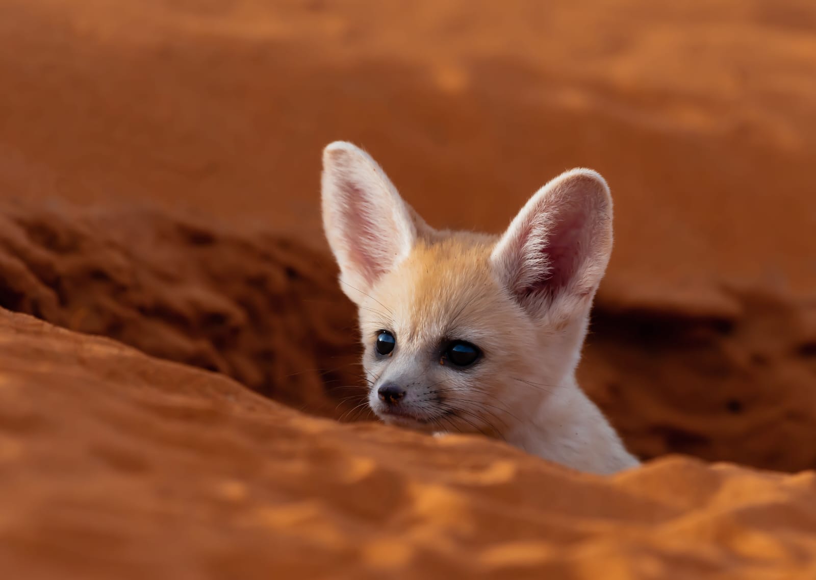 Fennec Fox Tracking