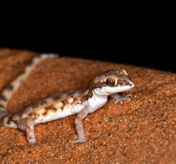 Gecko