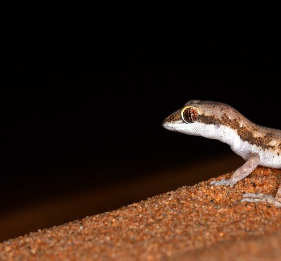 Gecko