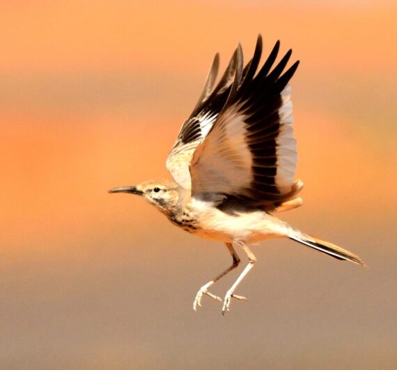 Greater hoopoe-lark