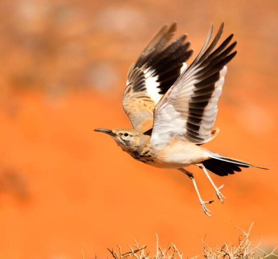 Greater hoopoe-lark