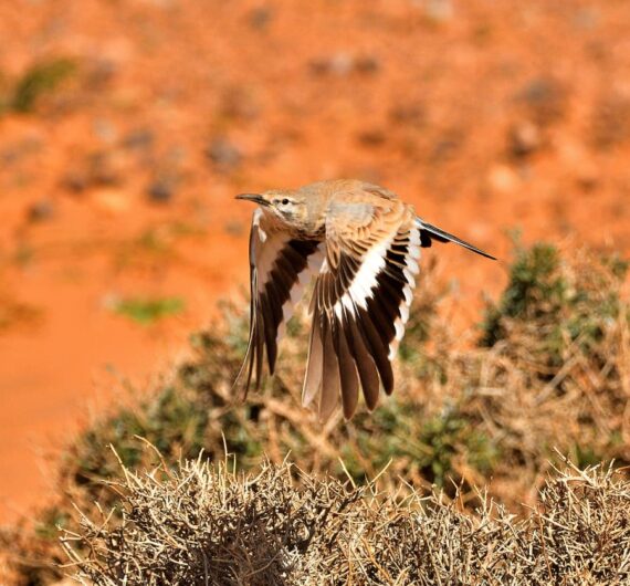Greater hoopoe-lark