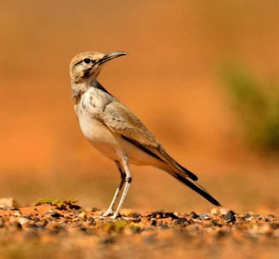 Greater hoopoe-lark