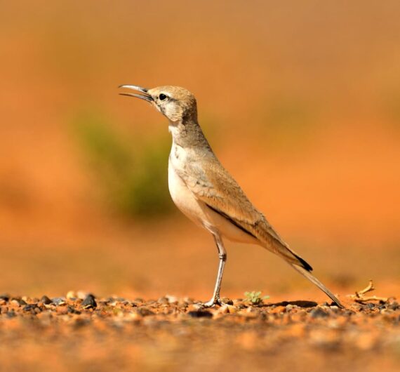 Greater hoopoe-lark
