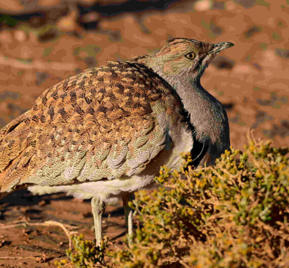 Hubara bustard