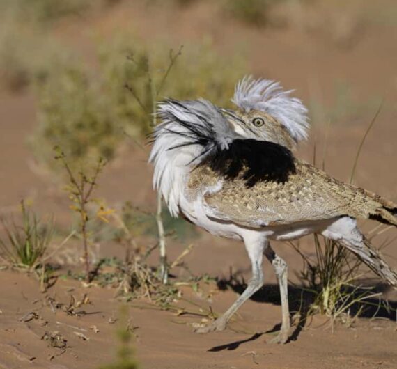 Hubara bustard (10)