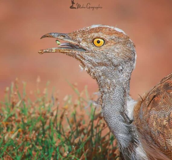 Hubara bustard