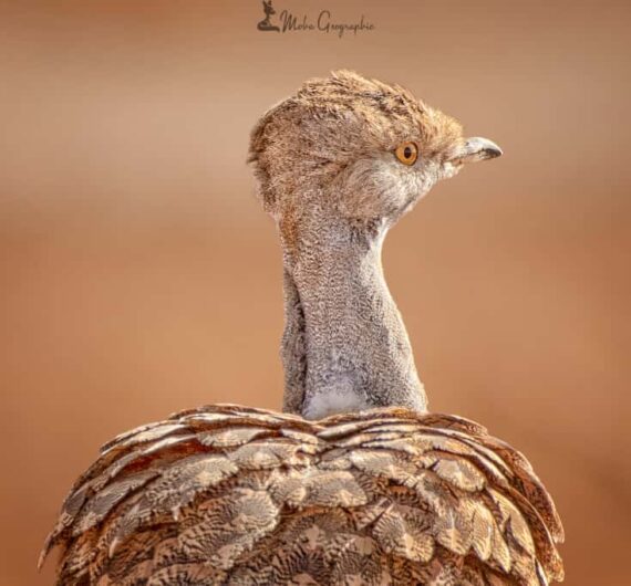 Hubara bustard