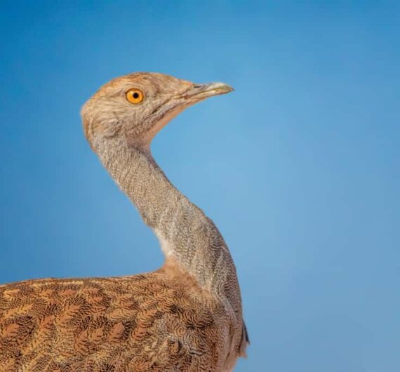 Hubara bustard