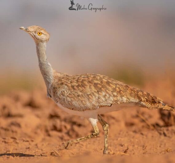 Hubara bustard