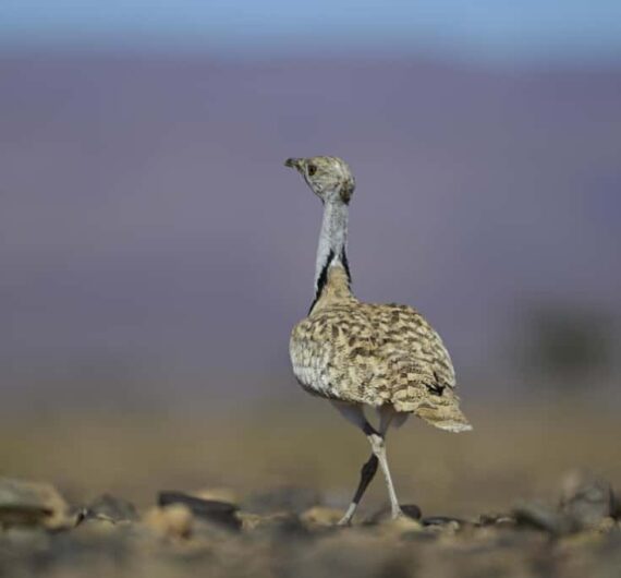 Hubara bustard