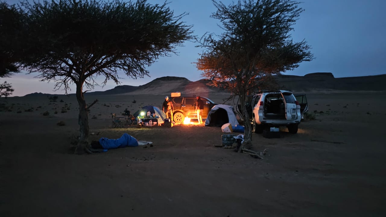 Nighttime Wildlife Excursions