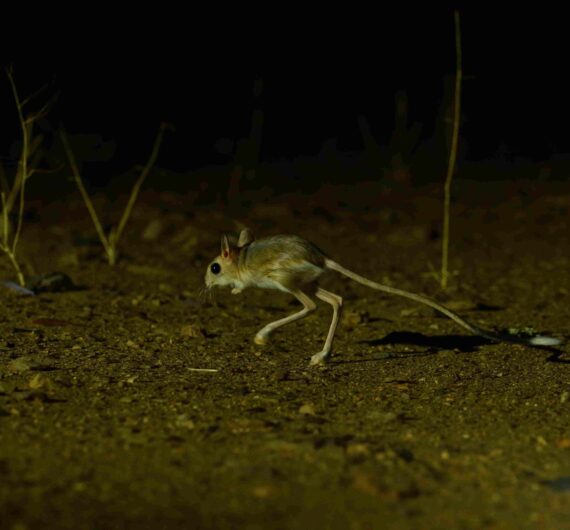 1 Day Merzouga Wildlife Tour (1)