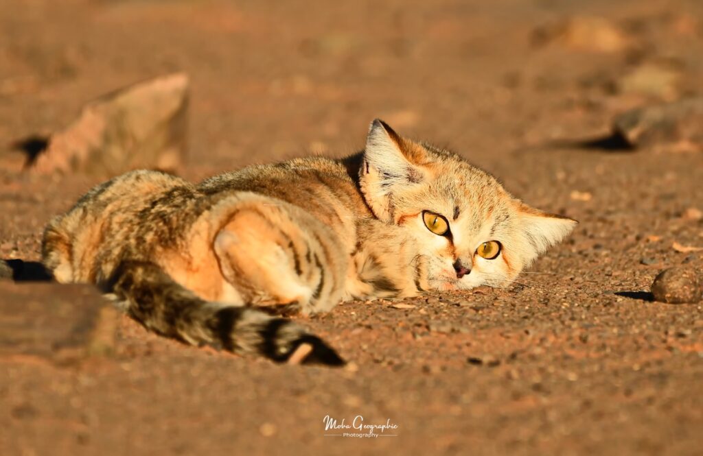 2 days birdwatching in merzouga (1)