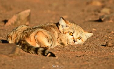 2 days birdwatching in merzouga (1)