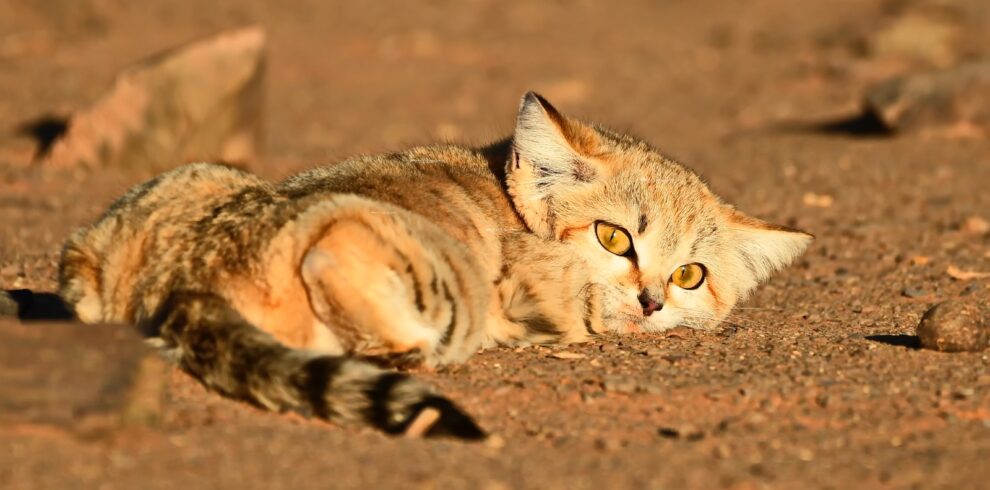 2 days birdwatching in merzouga (1)