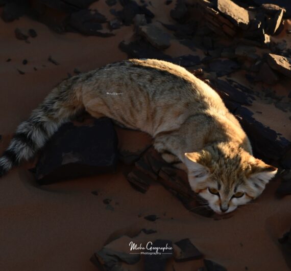 2 days birdwatching in merzouga (1)