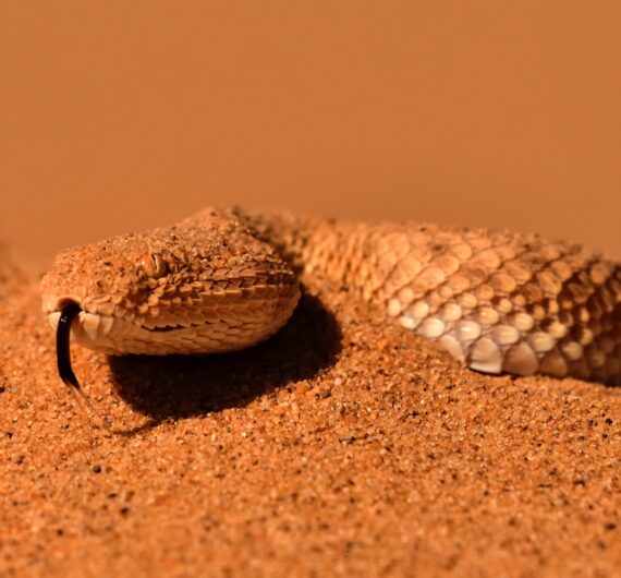 cerastes vipera