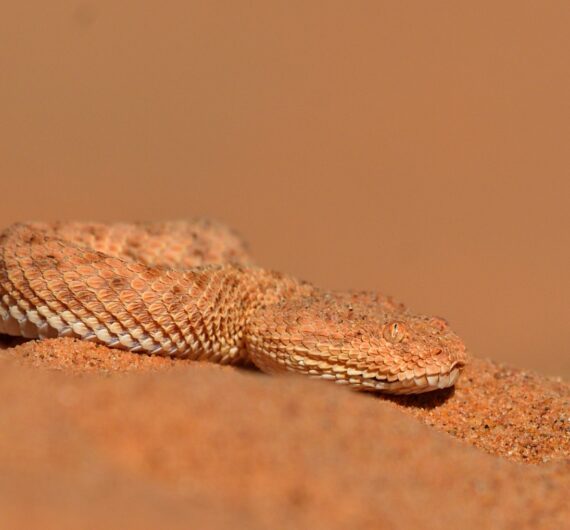 cerastes vipera