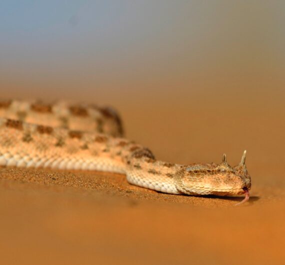 cerastes vipera