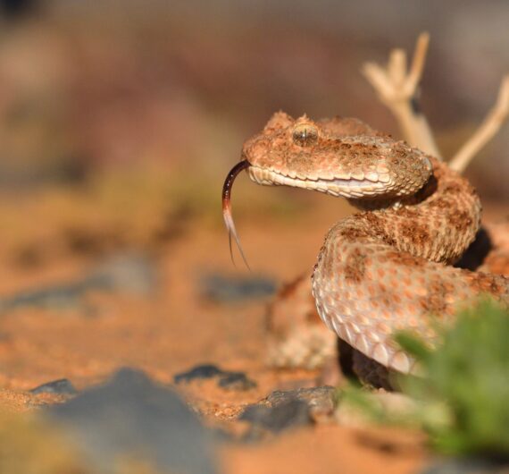cerastes vipera