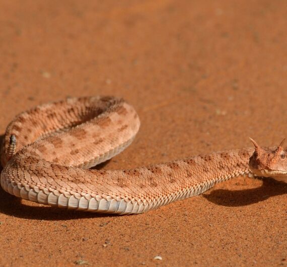 cerastes vipera