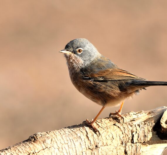 curruca deserticola