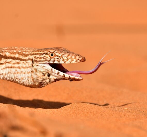 desert monitor