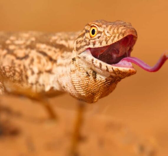 desert monitor